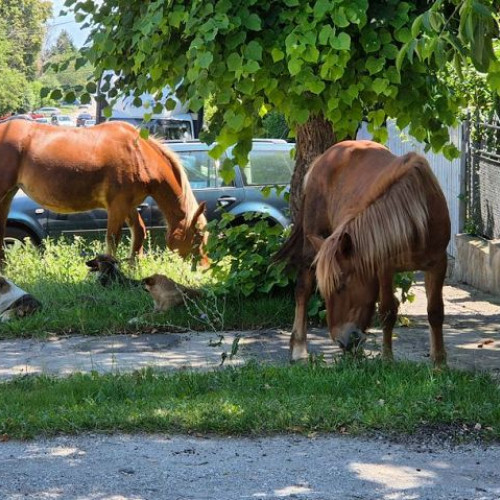 Cai abandonati in Sfantu Gheorghe: Politia Locala intervine