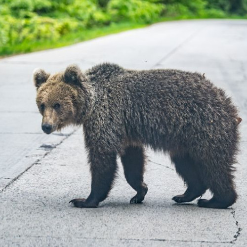 APM Covasna a emis aproape toate autorizațiile de împușcare a urșilor pentru 2023