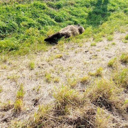 Un urs a fost omorât într-un accident rutier în Covasna