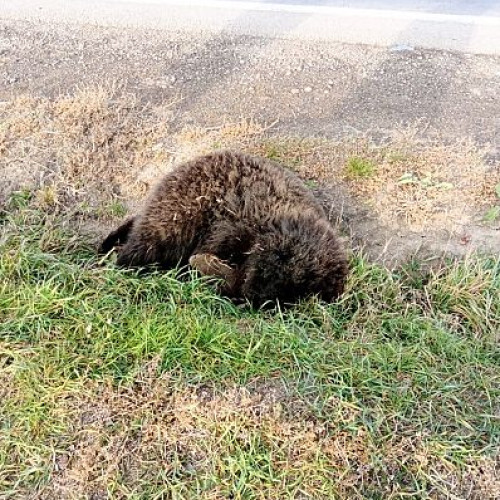 Un urs a fost omorât într-un accident rutier pe DN11, în Covasna