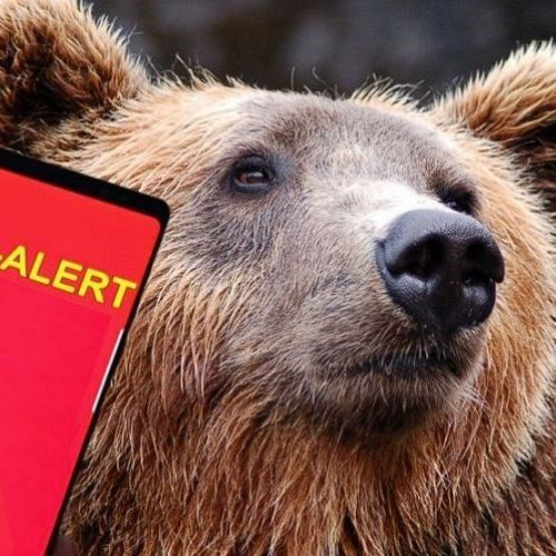 Aproape 100 de mesaje RO-Alert în 2024, în județul Covasna: urșii, principala amenințare
