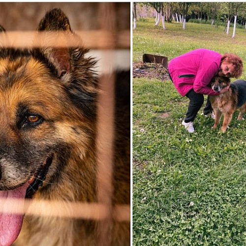 Otto găsește o nouă familie după un an în adăpost