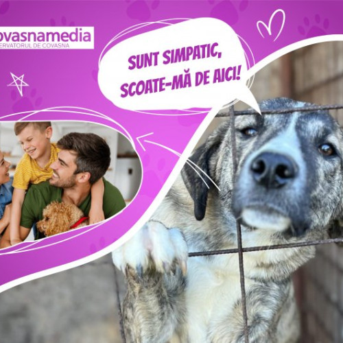 Un cățel special caută o familie iubitoare