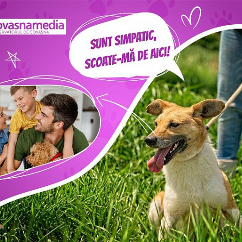 Kroki caută o familie care să-l adopte