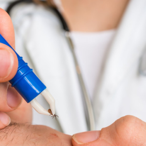 Riscurile muscăturilor de căpușe și măsuri preventive