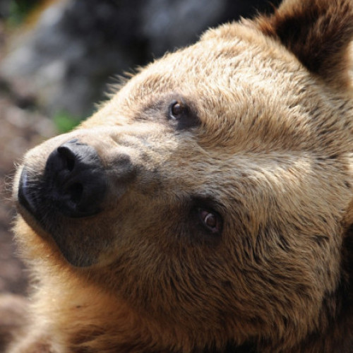 Guvernul slovac aprobă vânzarea cărnii de urs brun, specie protejată
