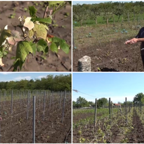 Pagube mari în agricultură din cauza grindinei în județul Dolj