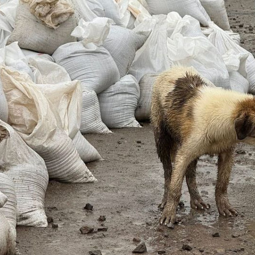 Apel urgent pentru salvarea animalelor abandonate în zona Bacel, județul Covasna