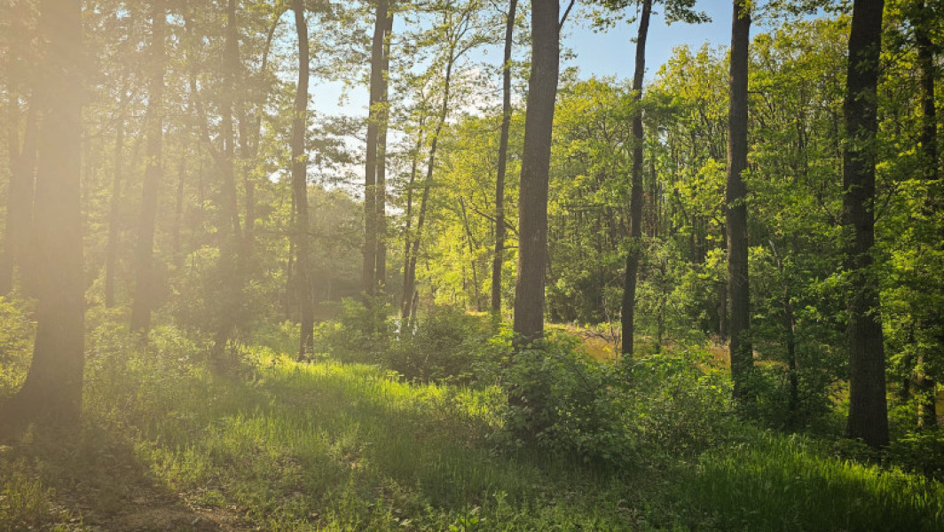 Centurile verzi, o prioritate pentru un oraș mai sănătos și ecologic