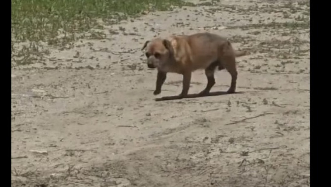 Bărbat amendat cu 12.000 de lei pentru abandonarea unui câine în stațiunea Mamaia
