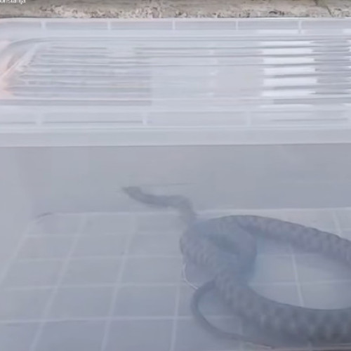 Video Jandarmii, chemaţi să îndepărteze un şarpe dintr-un parc aglomerat din Mangalia