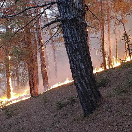 Incendiu de pădure în apropierea Ghelendjik după prăbușirea unei drone ucrainene