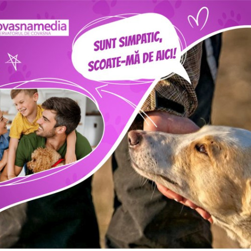 Câinele Cher caută familie prin campania OCV la adăpostul din Câmpul Frumos