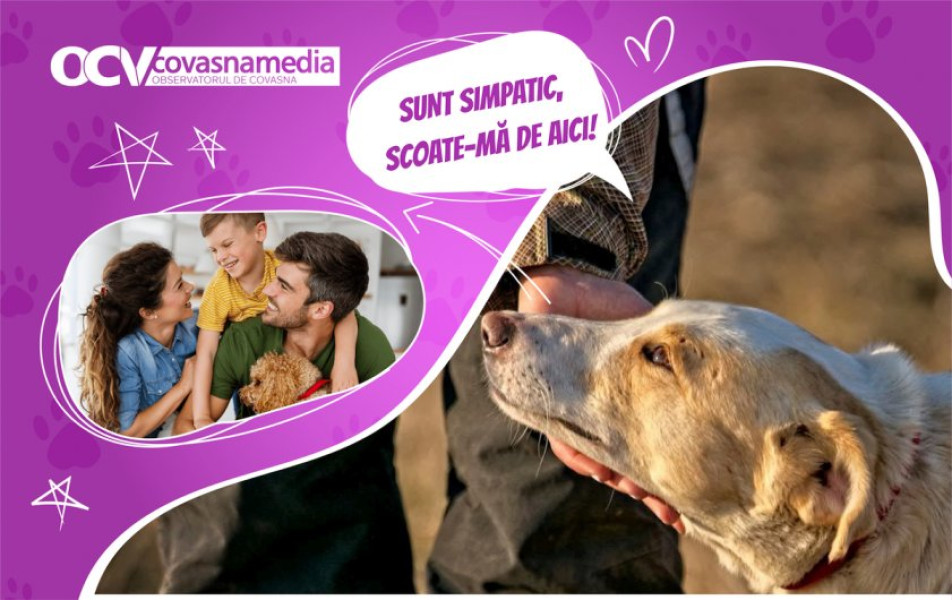 Câinele Cher caută familie prin campania OCV la adăpostul din Câmpul Frumos
