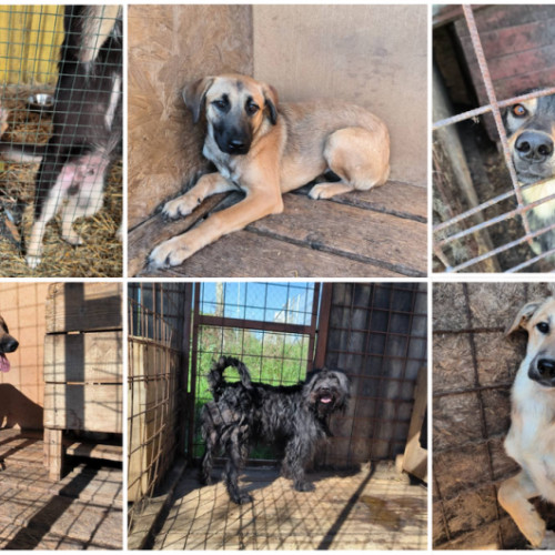 Ziua porților deschise la adăpostul din Câmpul Frumos cu adopții gratuite