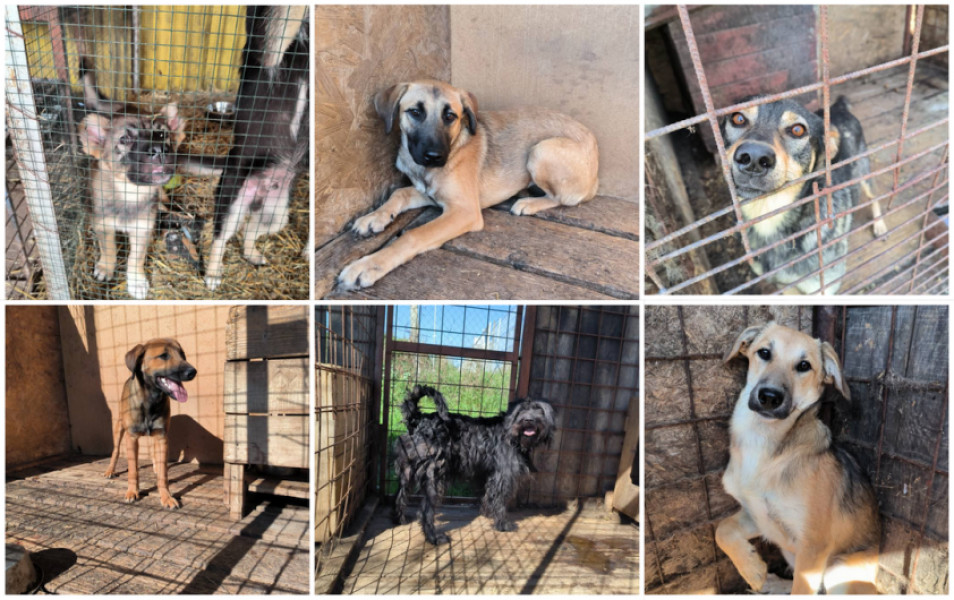 Ziua porților deschise la adăpostul din Câmpul Frumos cu adopții gratuite