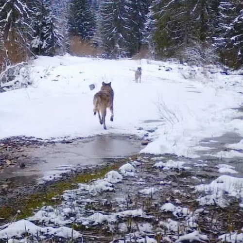 Lupii se apropie de zonele locuite din Covasna