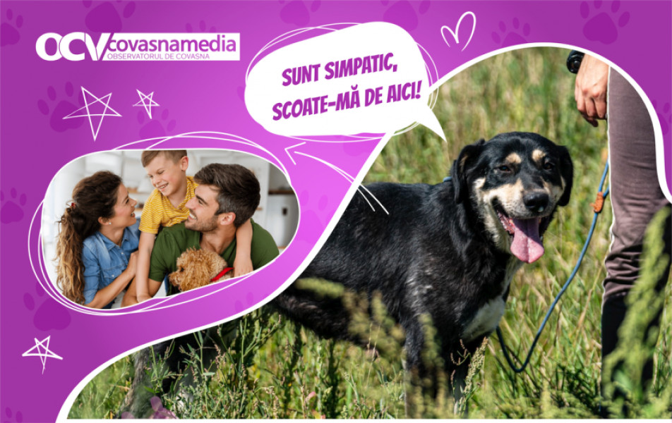 Câinele Elli caută un cămin prin campanie de adopție