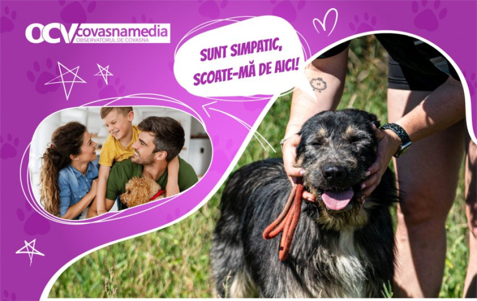 Nuti, câine plin de energie, caută o familie iubitoare pentru adopție