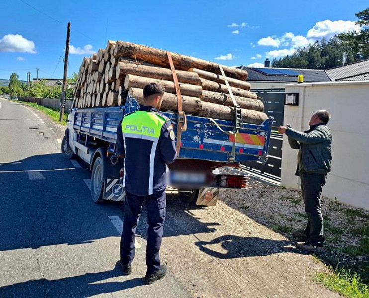 Doi bărbați reținuți pentru tăiere ilegală și furt de molizi în Întorsura Buzăului
