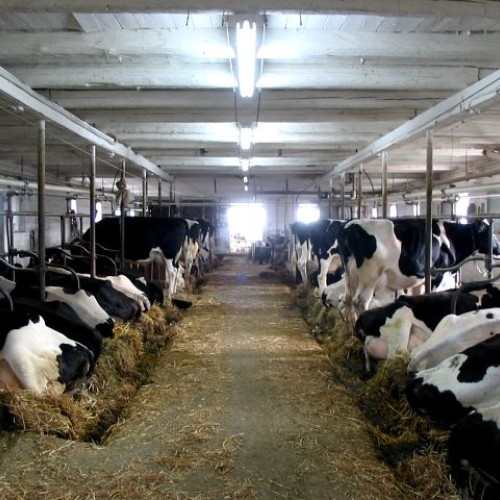 APIA primește Cereri pentru Bunăstarea animalelor - Informații pentru Posibili Beneficiari