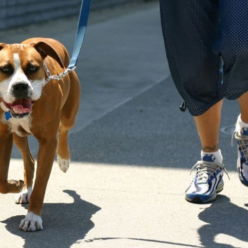 Marș pentru promovarea adopțiilor, sâmbătă la Sfântu Gheorghe, însoțiți de câinii lor adoptați