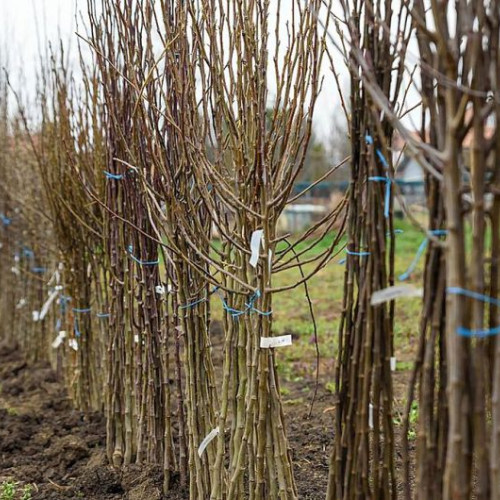 In România, 3.300 de pomi fructiferi vor fi distribuiți gratuit de Fundația Comunitară Covasna în cadrul programului "Un copac pentru generația viitoare", inițiat pentru revitalizarea livezilor și salvarea soiurilor tradiționale.