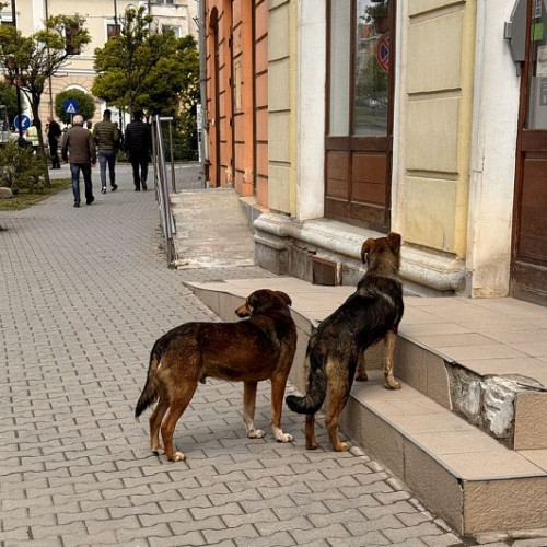 Amplă acţiune de capturare a câinilor fără stăpân în municipiul Sfântu Gheorghe